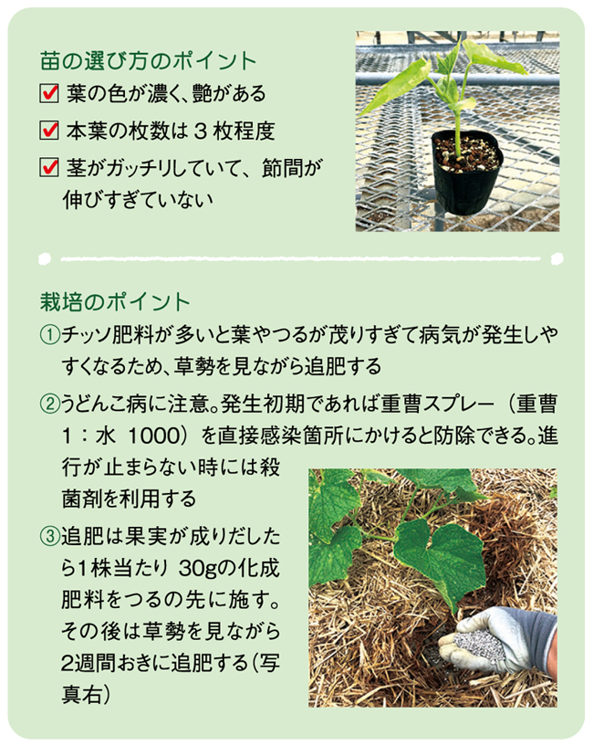 ヤギ子の菜園計画　第3回
