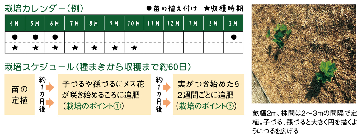ヤギ子の菜園計画　第3回