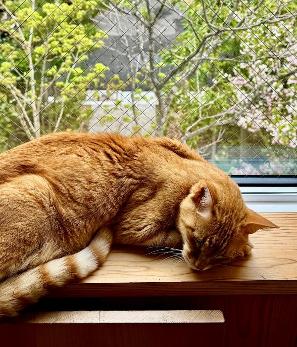 僕の好きな風景　第101回　人の居場所、猫の居場所